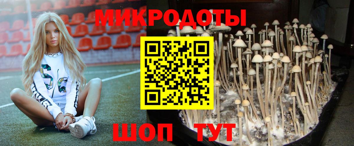 Галлюциногенные грибы Psilocybine cubensis Торжок